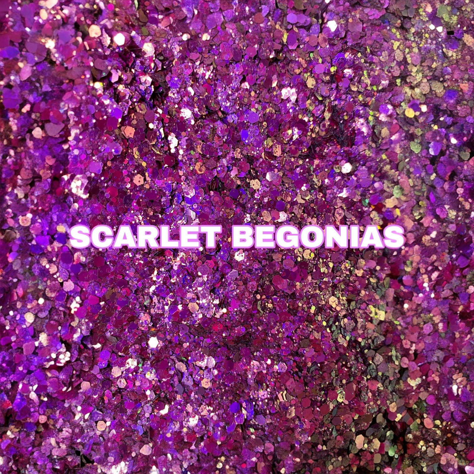 Scarlet Begonias